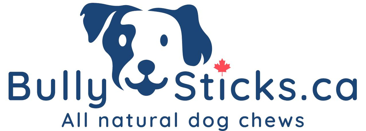 ODOURFREE 12" Standard Bully Sticks for Dogs (10 Pack)