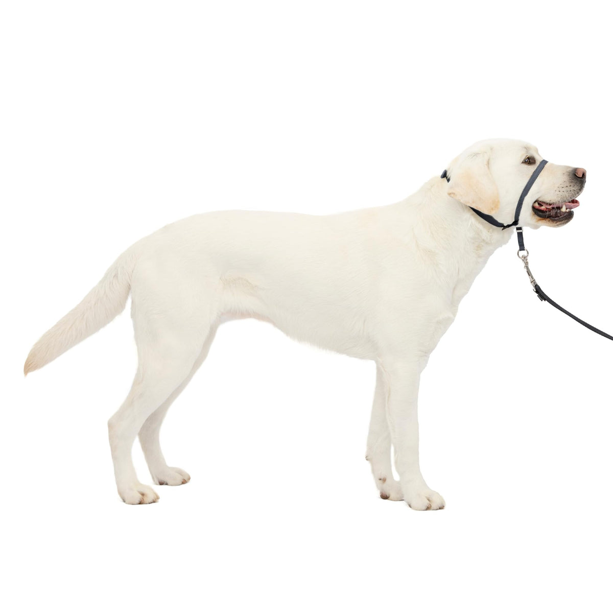PetSafe Gentle Leader No-Pull Dog Headcollar, Large, Charcoal