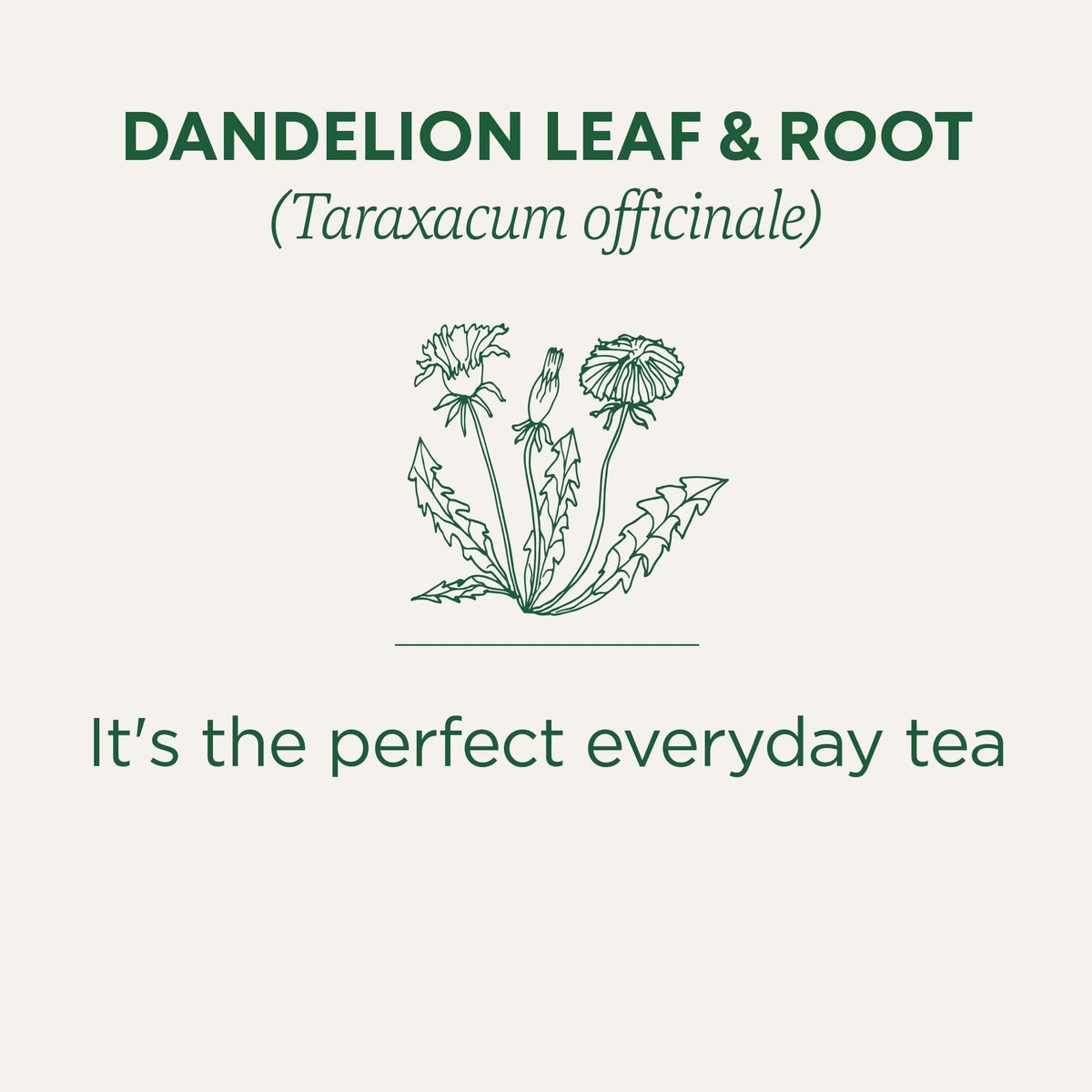 Traditional Medicinals Organic Dandelion Leaf & Root Tea, 6 x 16 Bags