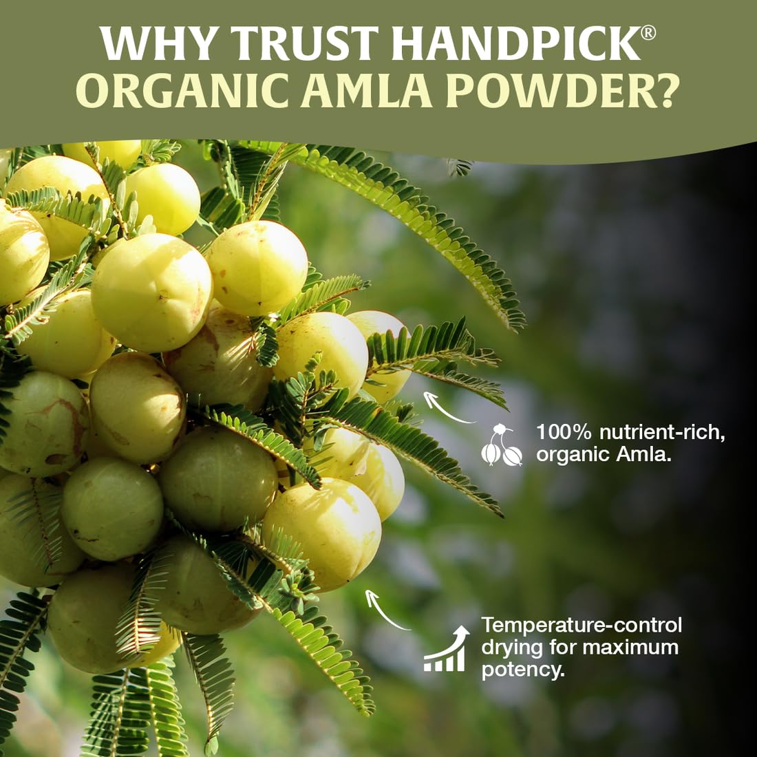 HANDPICK Amla Powder (Indian Gooseberry), 397 g
