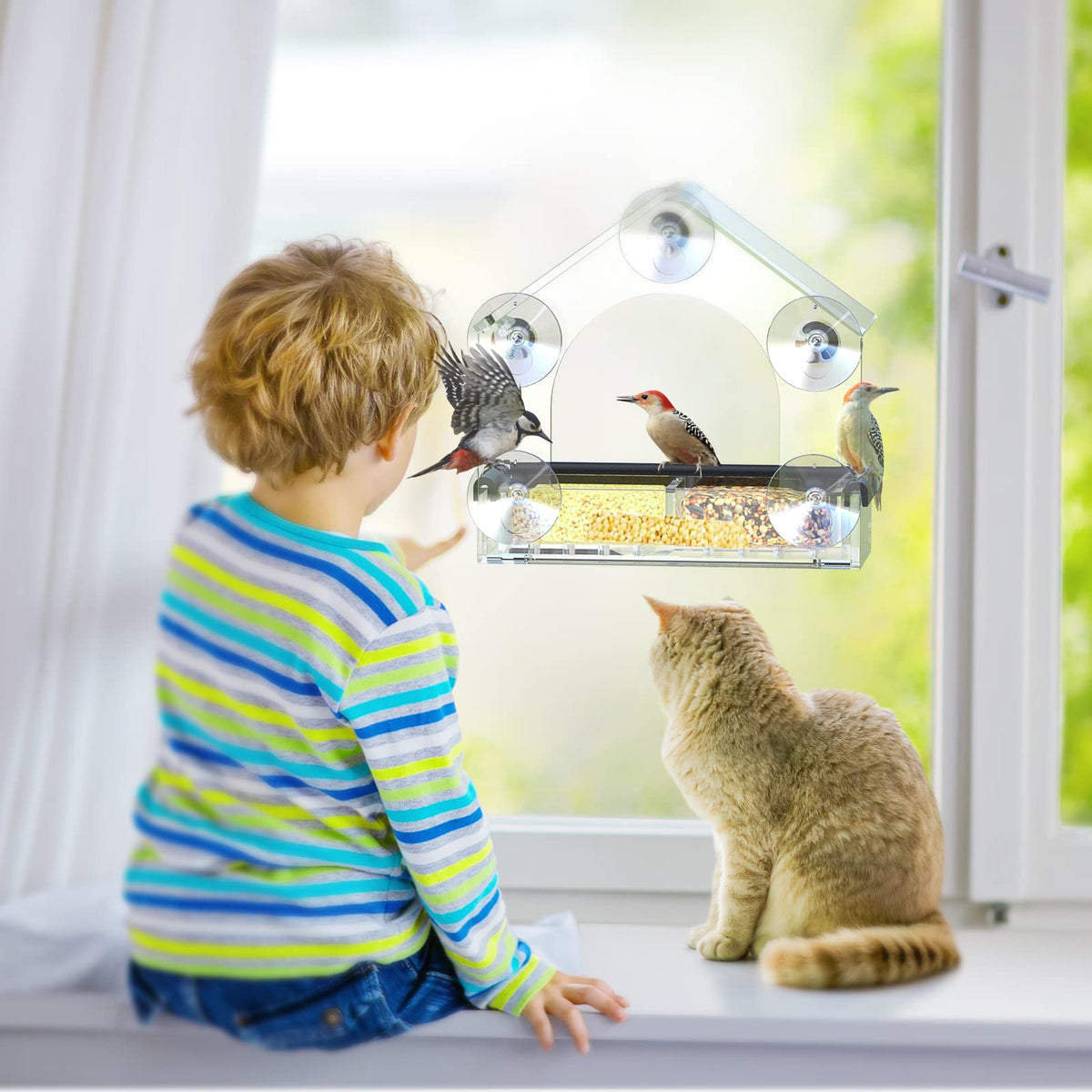 DY-SKTY Clear Window Bird Feeder with 5 Suction Cups
