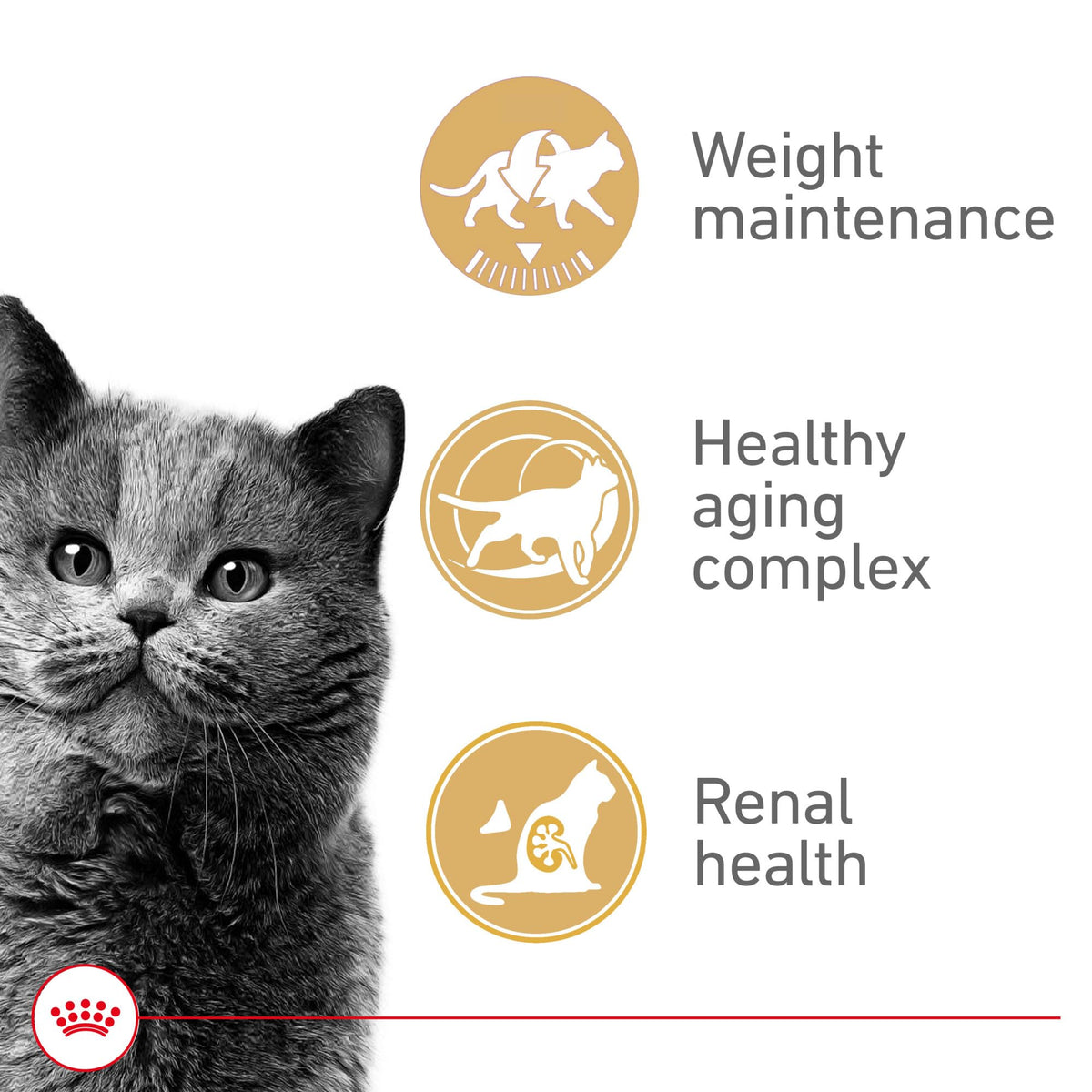 Royal Canin Appetite Control Spayed/Neutered Dry Cat Food, 7 lb