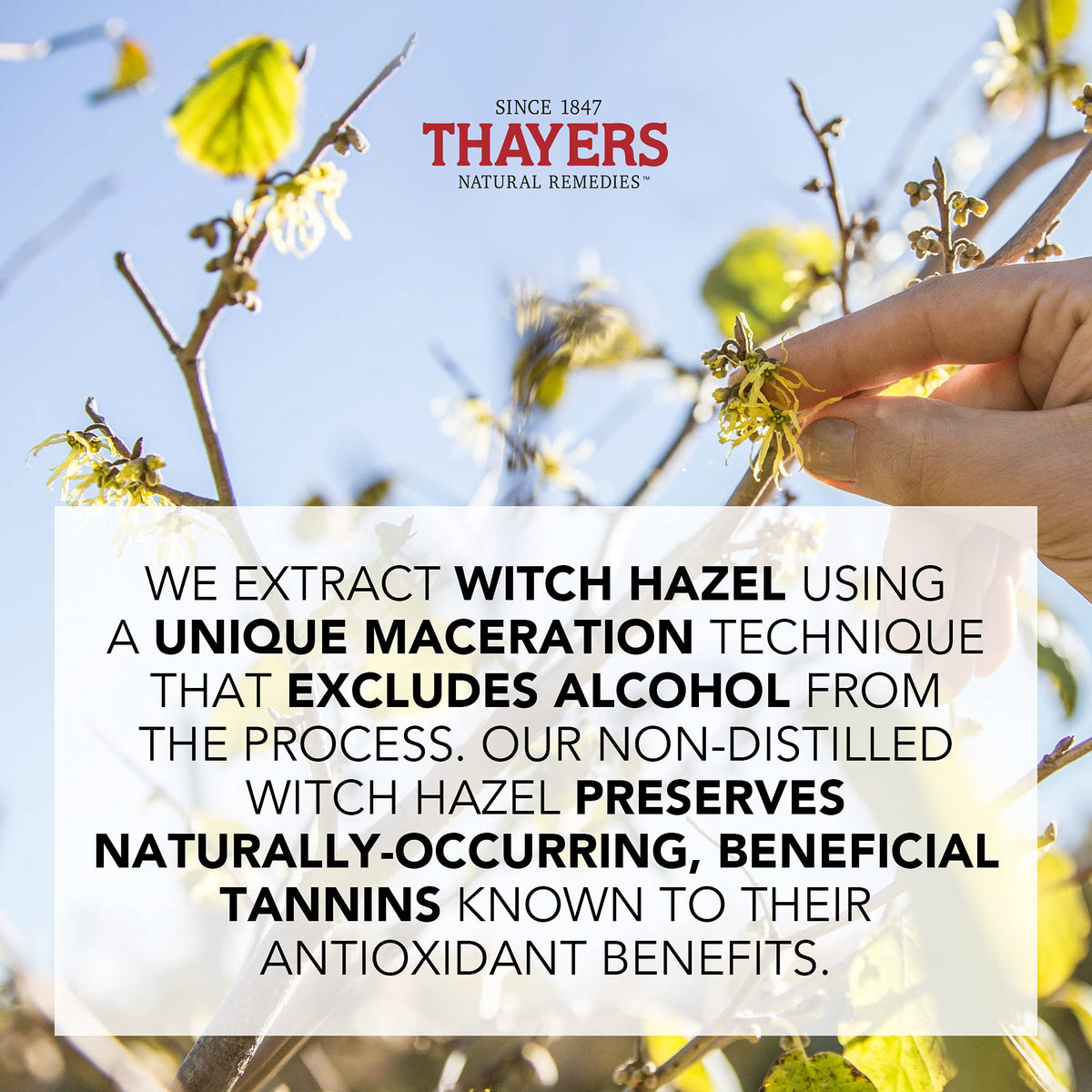 Thayers Alcohol-Free Witch Hazel Unscented Toner, 2 x 355mL