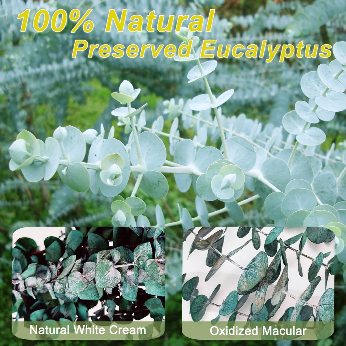Preserved Dried Eucalyptus Branches, 17 inch, 16 Pieces