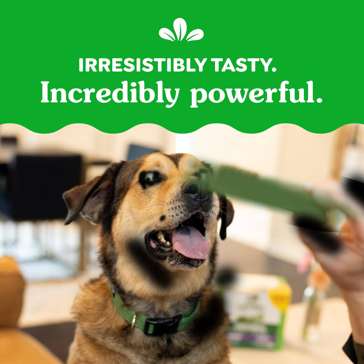 GREENIES Original Large Dental Dog Treats, 34 Count