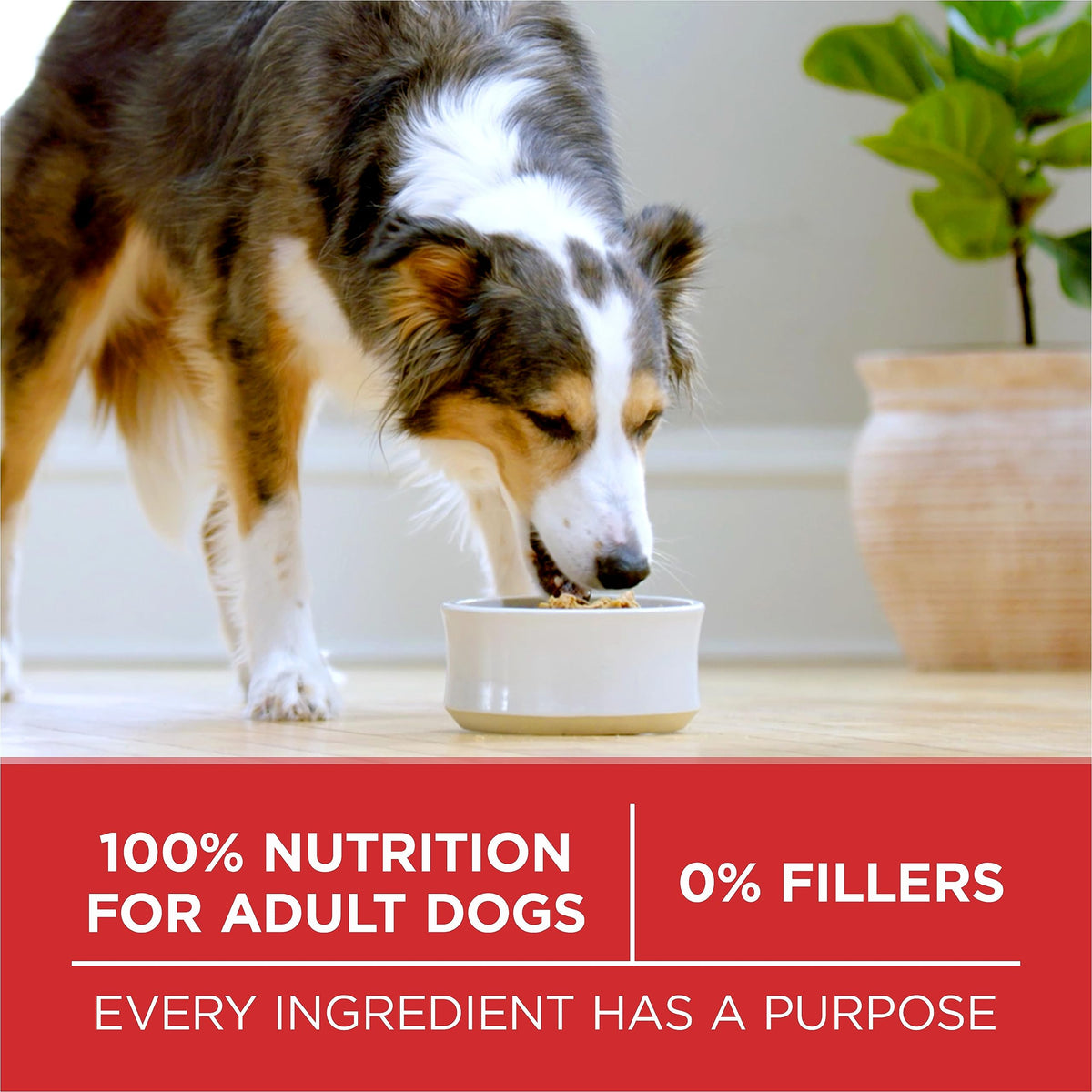 Purina ONE Dry Dog Food, Microbiome Balance Lamb and Rice, 7 kg