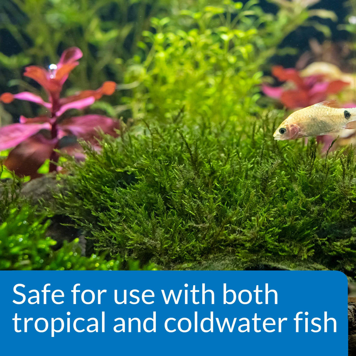 API Root Tabs Freshwater Aquarium Plant Fertilizer, 10 Count