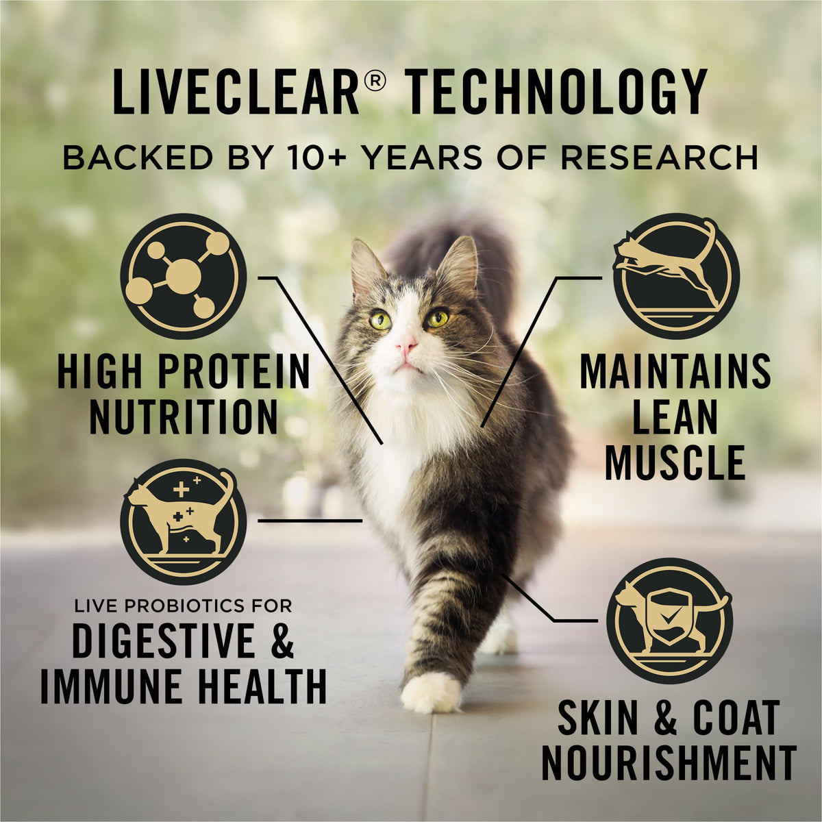 Purina Pro Plan LiveClear Indoor Turkey & Rice Dry Cat Food, 2.49 kg