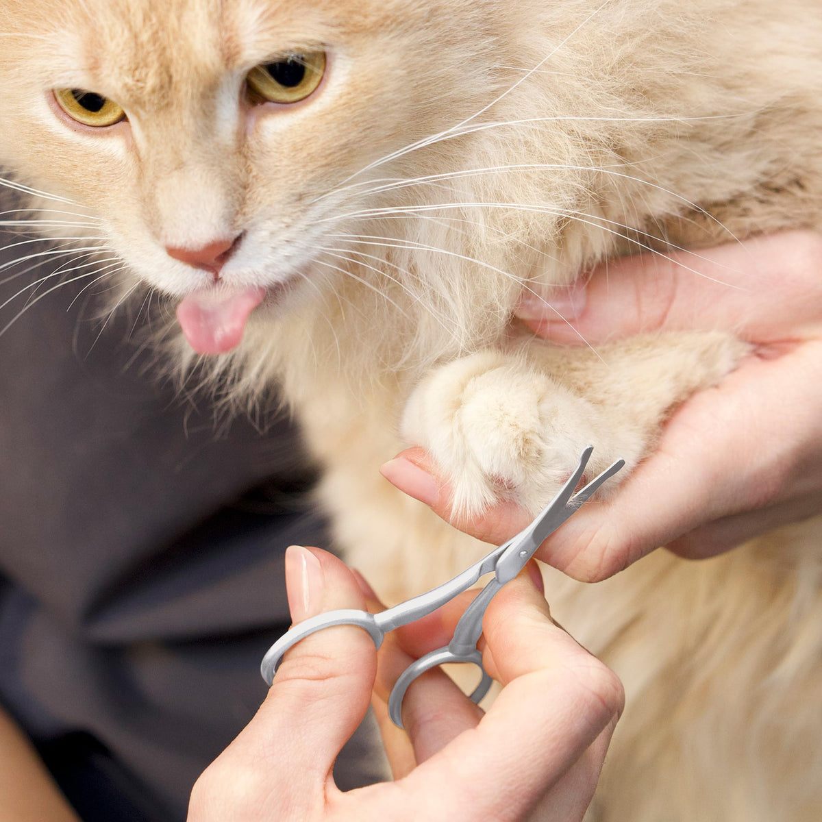 Tweezerman Dog and Cat Safety Tip Grooming Scissors, Stainless Steel