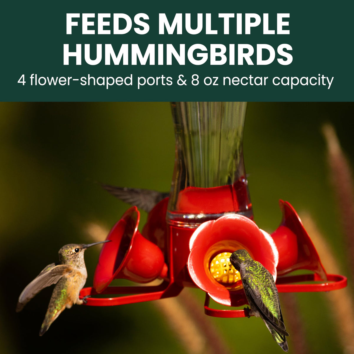Perky-Pet 203CPBN Glass Hummingbird Feeders, 8 oz, 2-Pack