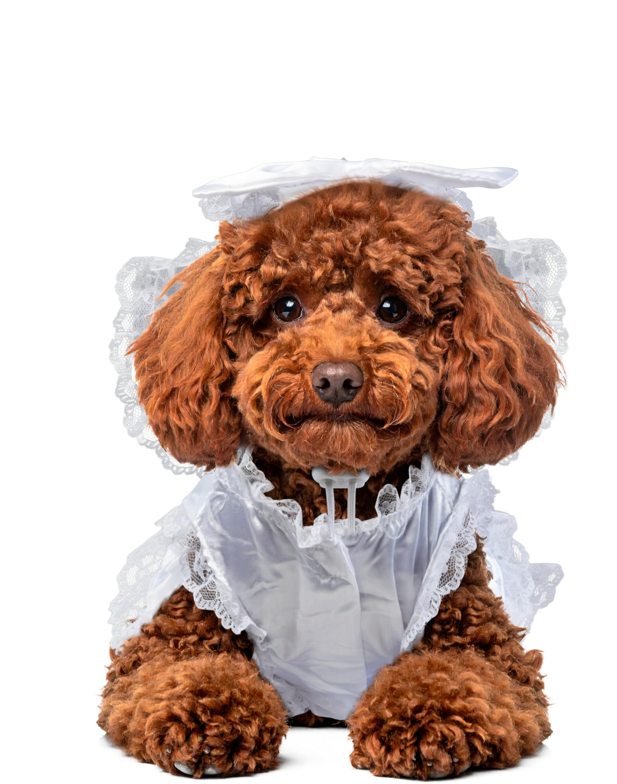 Rubies Costume Co Halloween Classics Pet Costume, Bride, X-Large