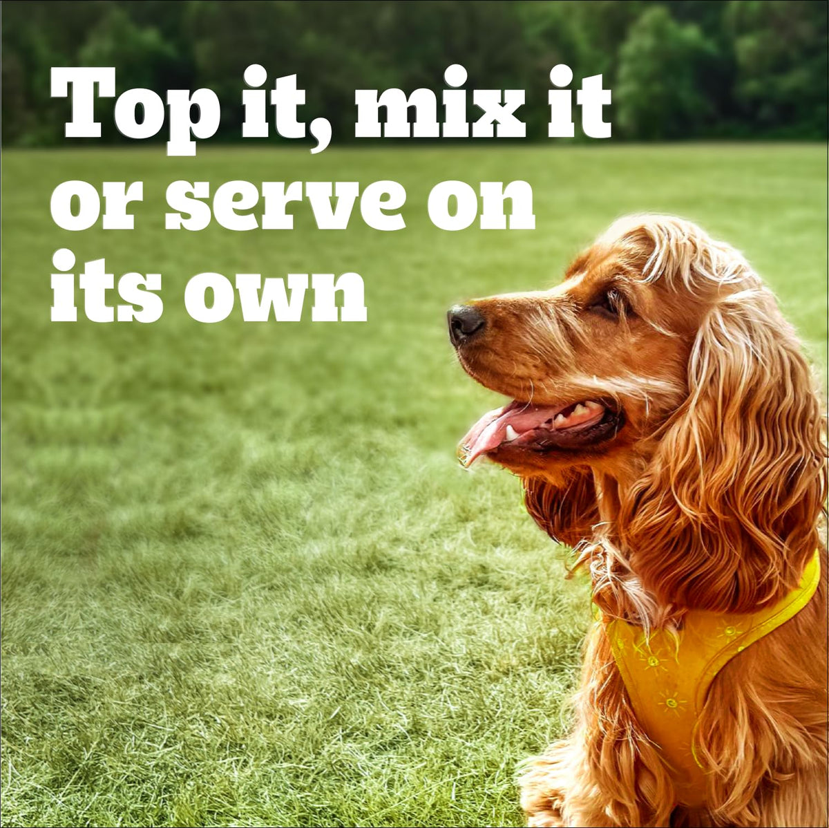 Pedigree Chopped Wet Dog Food, Chicken Dinner, 375g, 12 Pack