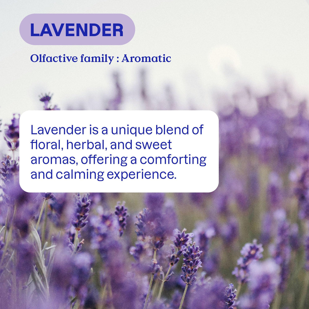 ATTITUDE Laundry Detergent Refill, Lavender, 160 Loads, 4 Liters