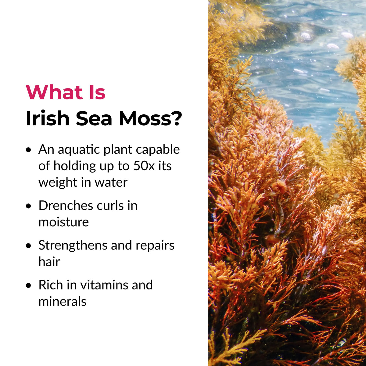 Love Ur Curls Irish Sea Moss Hair Gel, Medium Hold, 236mL