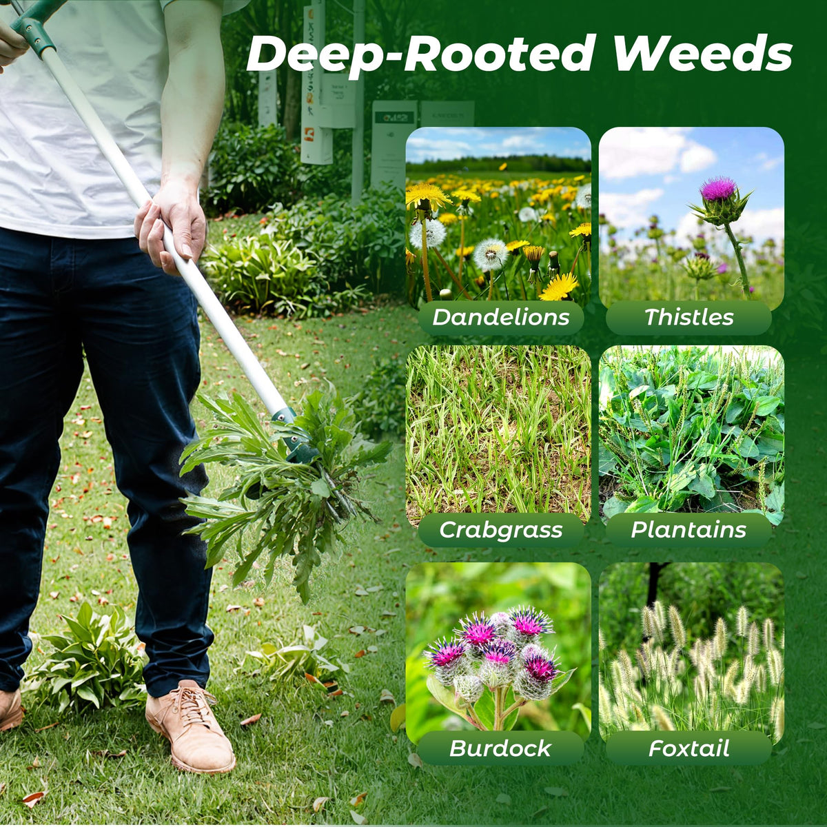 Walensee Stand Up Weed Puller, Long Handle, 3 Claws