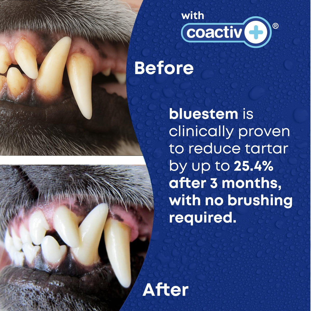 bluestem Dog Dental Water Additive, Vanilla Mint, 500 ml