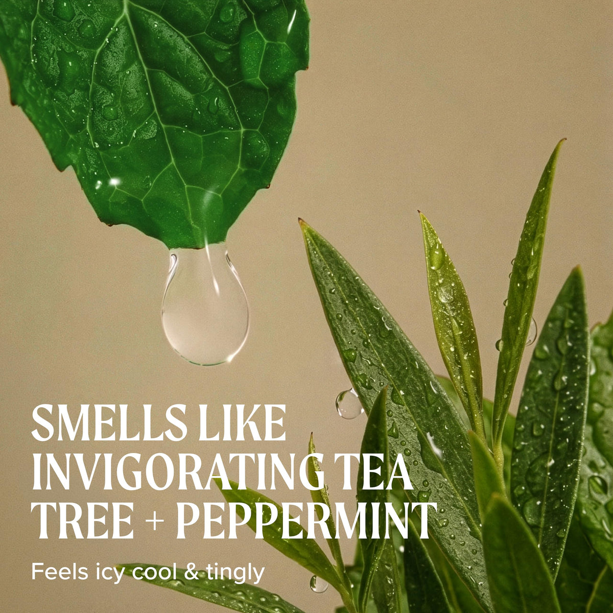 Tea Tree Special Shampoo for Oily Hair