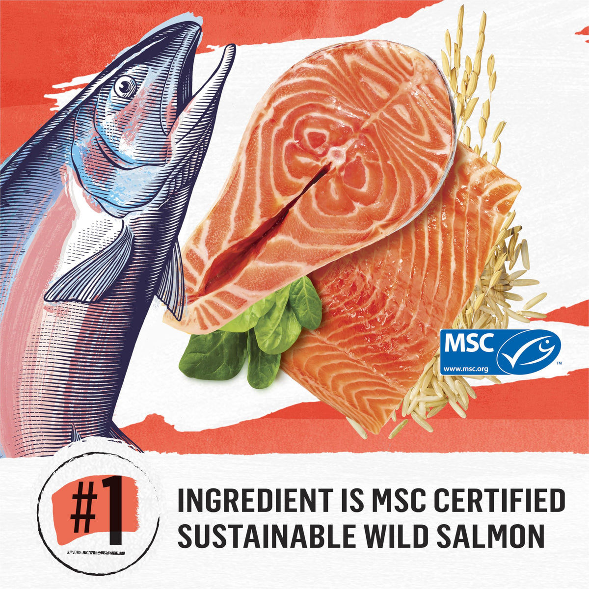 Beyond Simply Natural Dry Cat Food, Salmon and Brown Rice, 2.72 kg