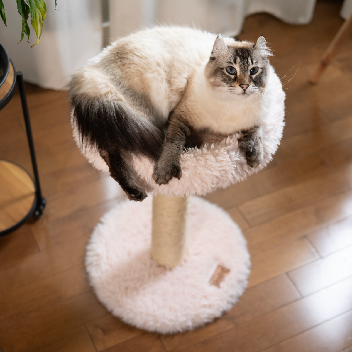 Noba Blush Perch 1-Level Cat Tree