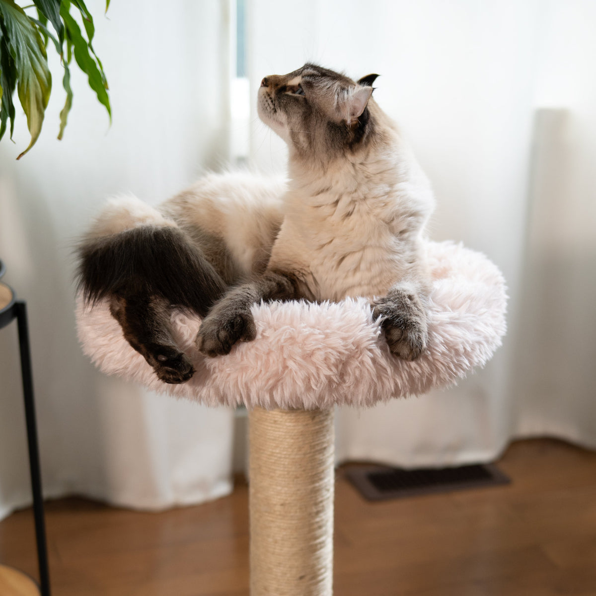 Noba Blush Perch 1-Level Cat Tree