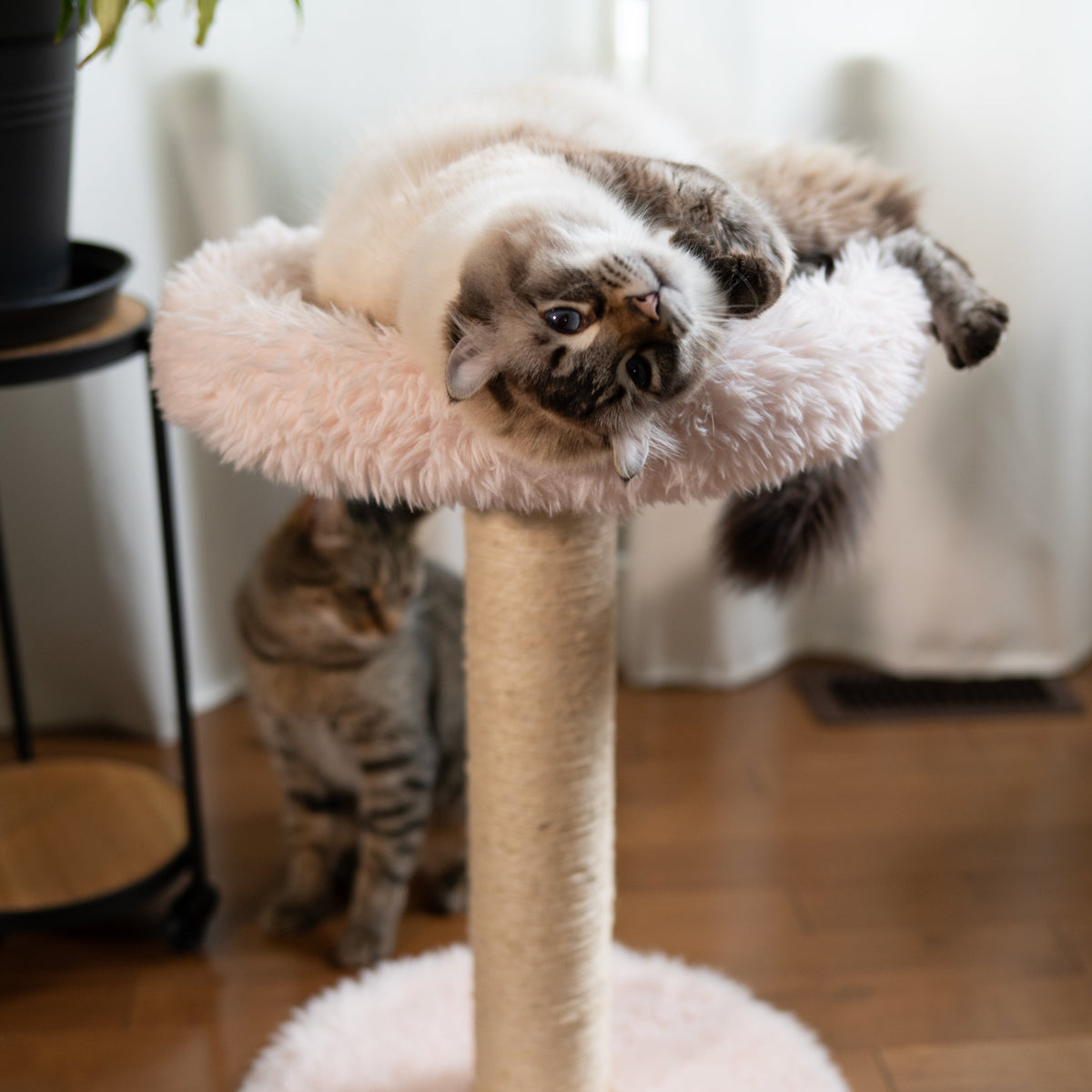 Noba Blush Perch 1-Level Cat Tree