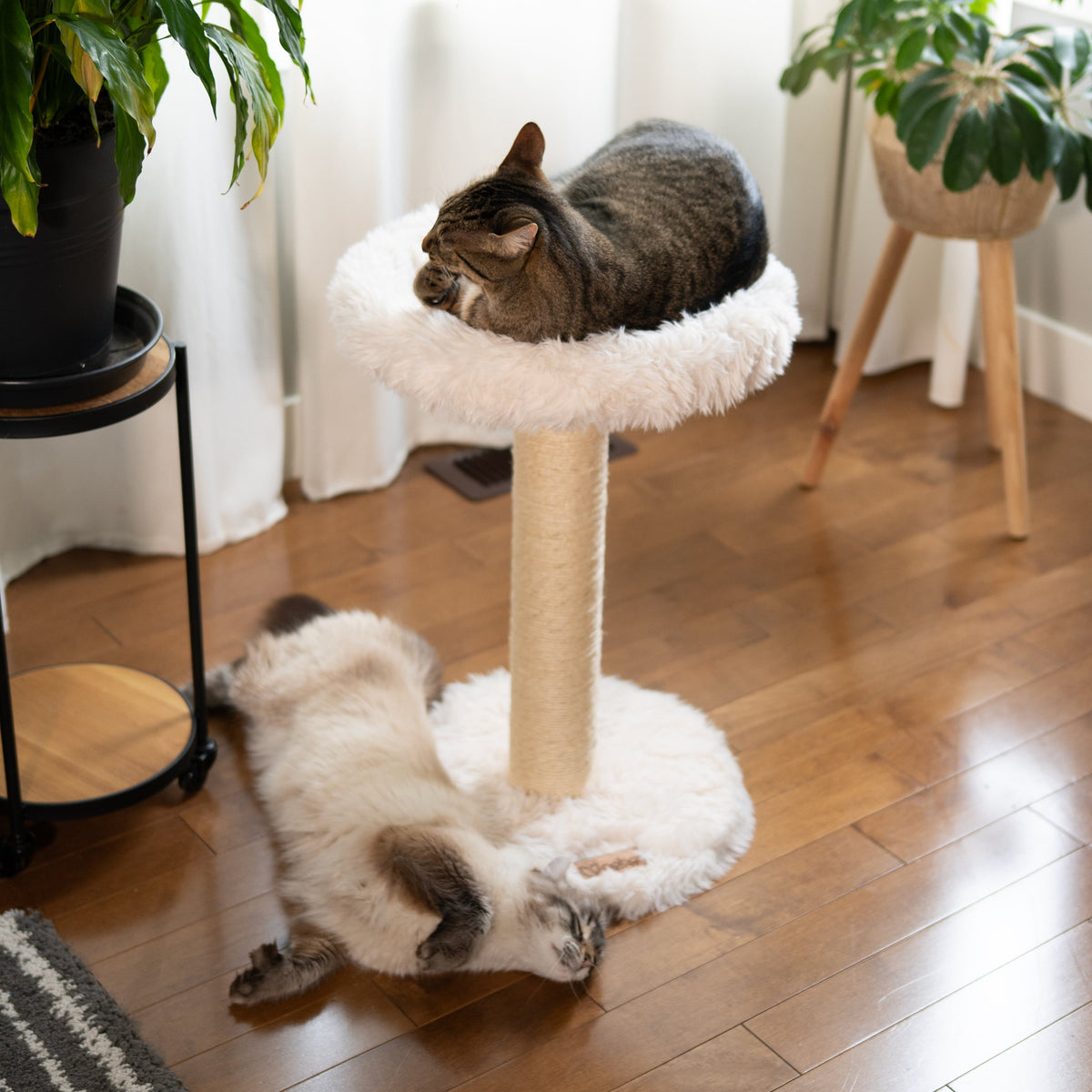Noba Blush Perch 1-Level Cat Tree