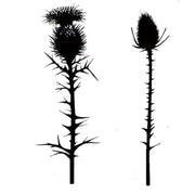Lavinia Stamps - Thistles