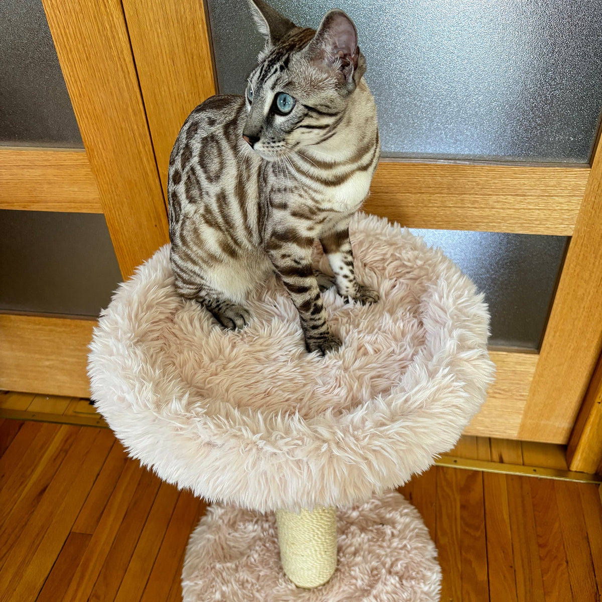 Noba Blush Perch 1-Level Cat Tree