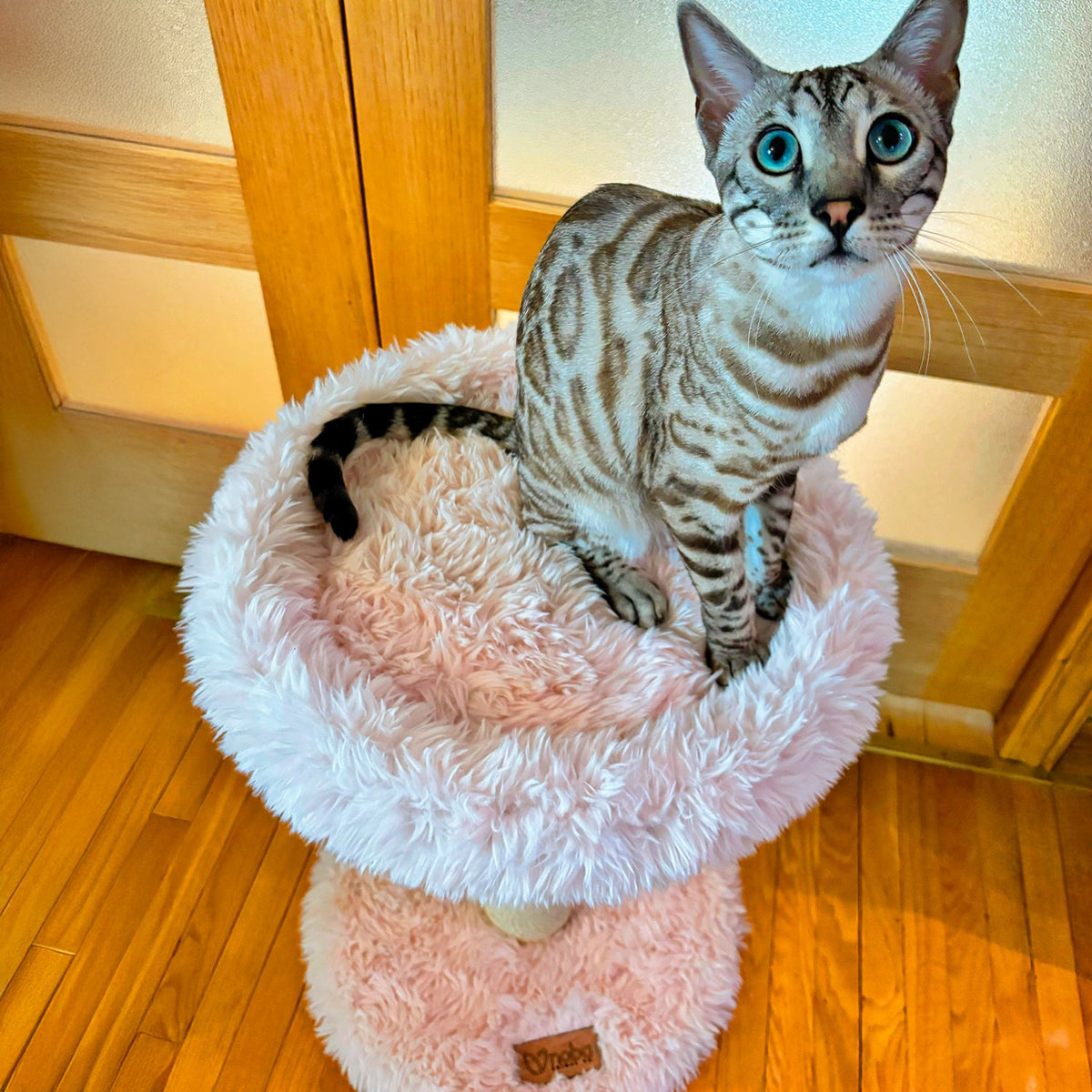 Noba Blush Perch 1-Level Cat Tree